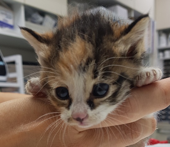 종료(입양) 한국 …